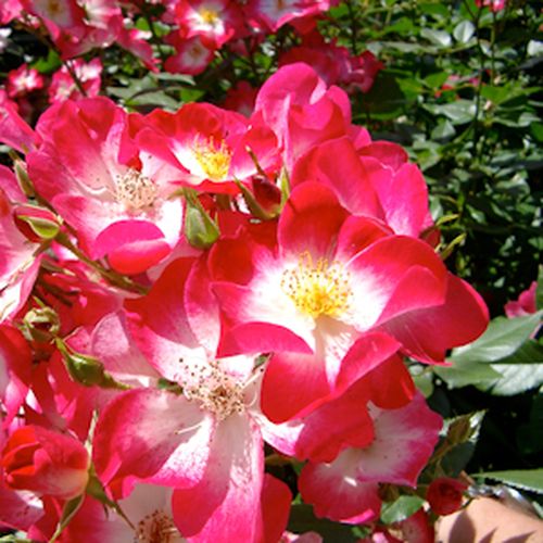 Fehér központú, cseresznyepiros széllel - Apróvirágú - magastörzsű rózsafa- bokros koronaforma
